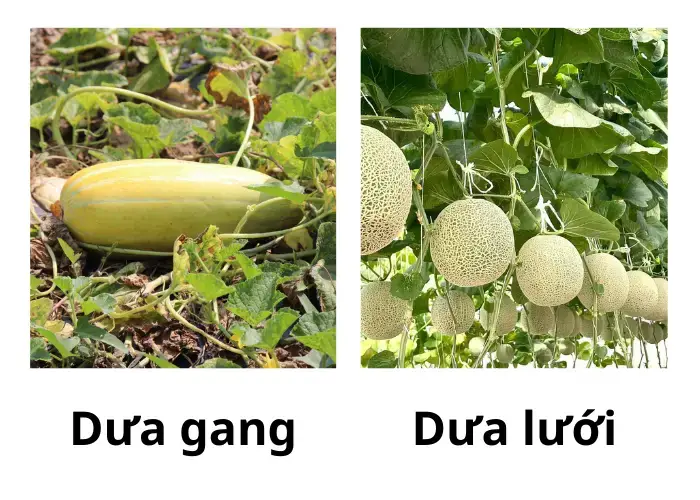 So sánh dưa gang và dưa lưới