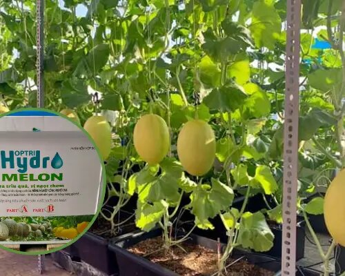 dung dich thuy canh cho dua luoi tgdl 692ba3925687b