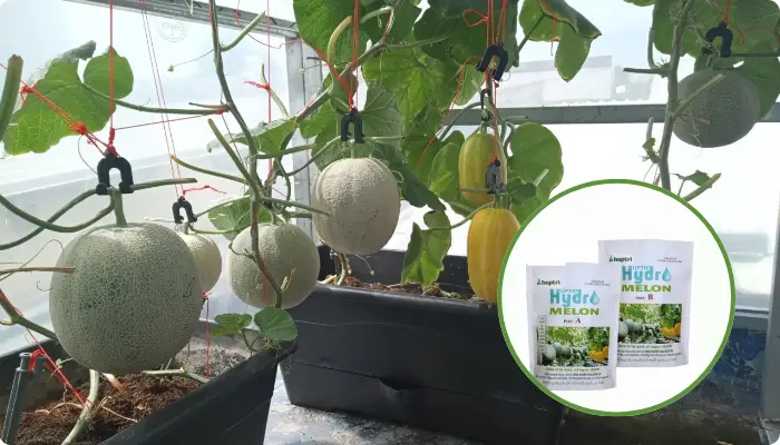 Lợi ích khi sử dụng dung dịch thủy canh