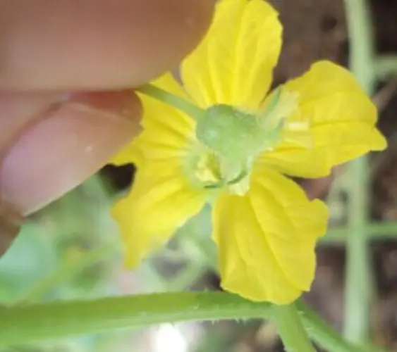 Thụ phấn của cây dưa lưới