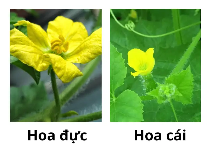 Đặc điểm hoa đực và hoa cái ở dưa lưới