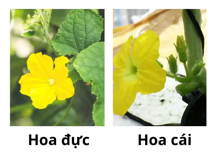 Phân biệt hoa đực và hoa cái trên cây dưa lưới