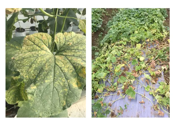 Dưa lưới bị vàng lá