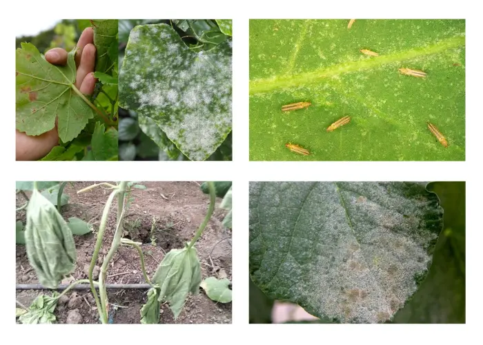 Yếu tố gây ra bệnh vàng lá ở dưa lưới