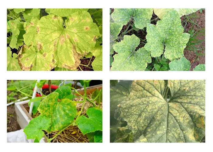 Phương pháp ngăn ngừa vàng lá ở dưa lưới