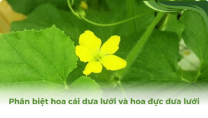 the gioi dua luoi thumb 2 2