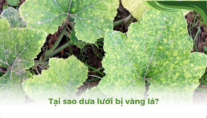 the gioi dua luoi thumb 2