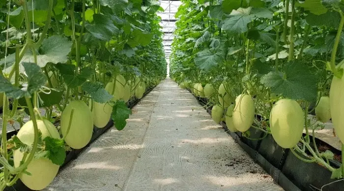 Thời gian thu hoạch và hiệu suất sản lượng