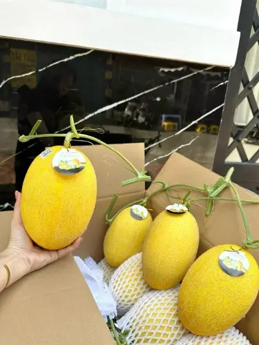 Dưa lưới Huỳnh Long