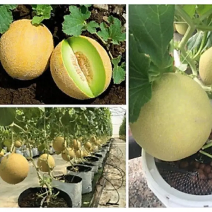 Dưa lưới vỏ vàng, ruột xanh