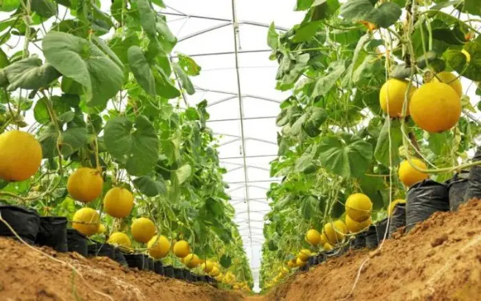 Dưa lưới Hoàng Kim