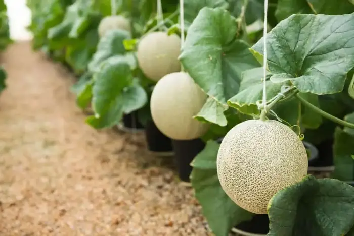 Dưa lưới Nhật Taki