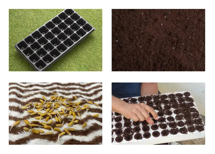 Hướng dẫn gieo hạt vào khay ươm