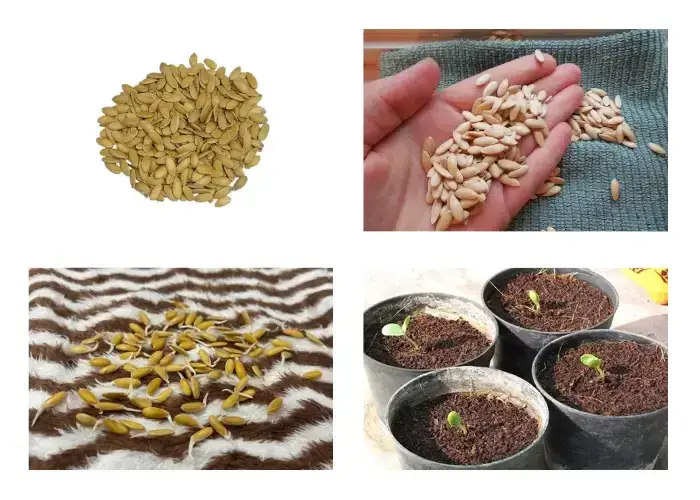 Các bước xử lý hạt giống