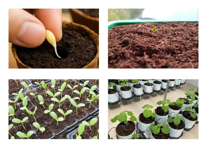 Cách gieo hạt dưa lưới vào bầu đất