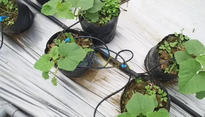 Hệ thống tưới nhỏ giọt dưa lưới