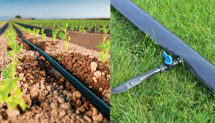 Hệ thống tưới nhỏ giọt cho dưa lưới