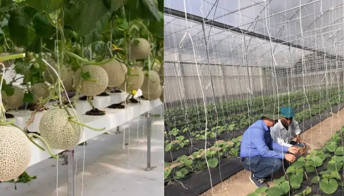 Dưa lưới trồng ở miền Bắc