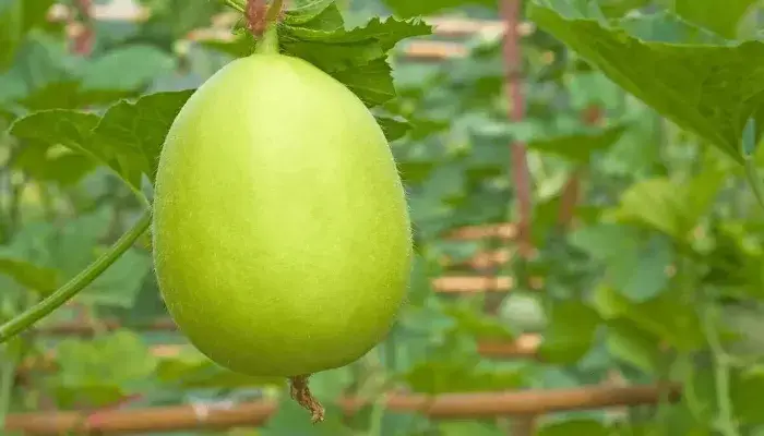 Dưa lưới trồng ở miền Trung