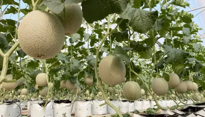 Dưa lưới trồng ở Tây Nguyên