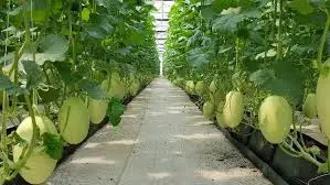 Trồng dưa lưới ở Nam Bộ