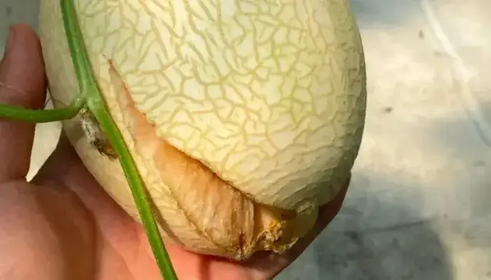 Thối trái dưa lưới