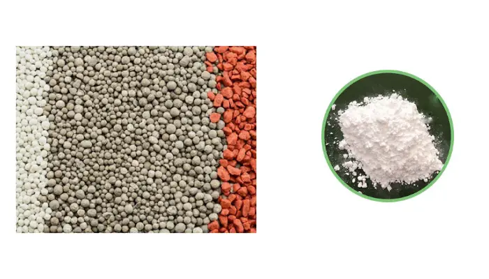 Bón phân và bổ sung canxi cho cây dưa lưới