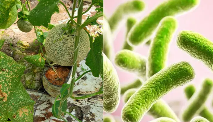 Nấm bệnh và vi khuẩn gây thối thân cây dưa lưới