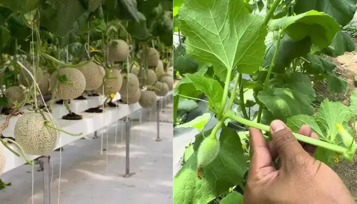 Quản lý môi trường và chăm sóc cây dưa lưới