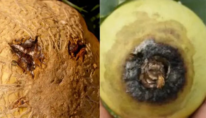 Vết mềm thối trên dưa lưới