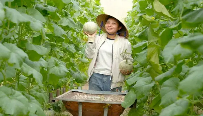 Vệ sinh vườn dưa lưới