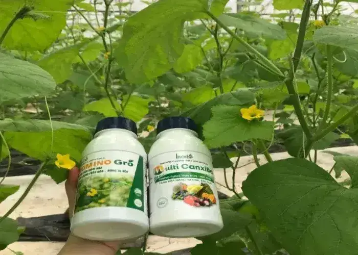 Xử lý dưa lưới bị thối trái