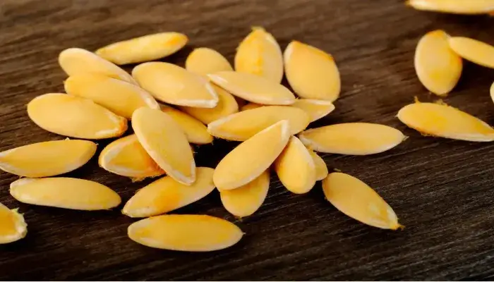 Chọn giống dưa lưới tốt