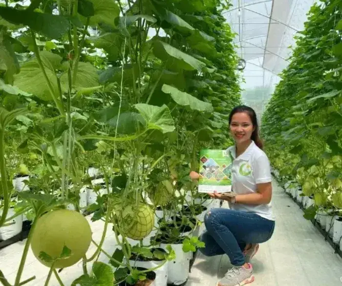 Sử dụng chế phẩm sinh học cho cây dưa lưới