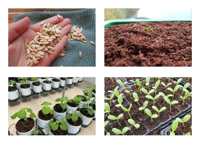 Những yếu tố quyết định đến chất lượng hạt giống