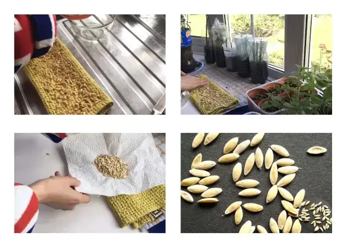 Hướng dẫn phơi khô hạt giống dưa lưới an toàn