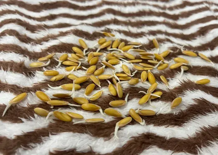 Bảo quản hạt giống dưa lưới đúng cách