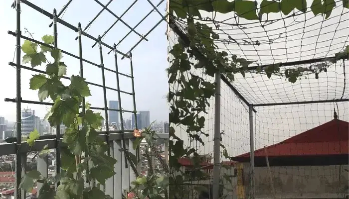 Xây dựng giàn leo cho cây dưa