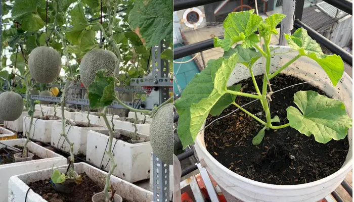 Thùng hoặc chậu trồng dưa lưới ở ban công