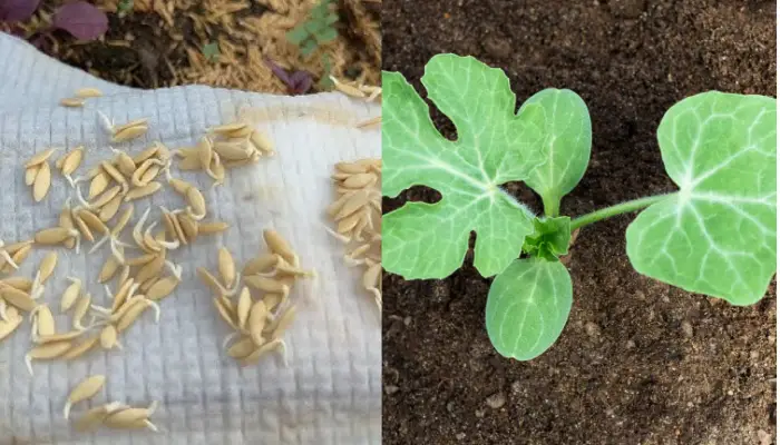 Ủ khăn ẩm và chăm sóc cây con