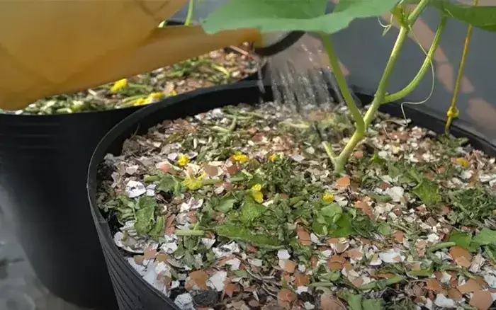 Tưới nước hợp lý cho cây dưa lưới