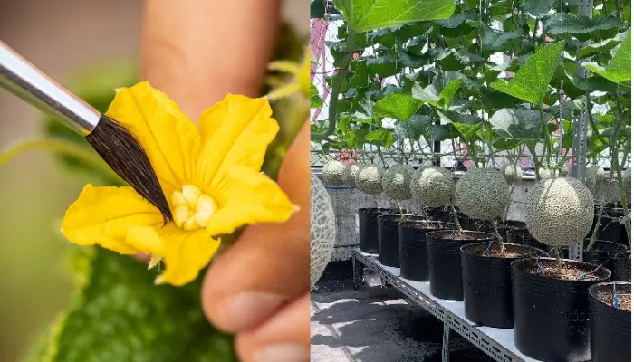 Thụ phấn và thu hoạch dưa lưới