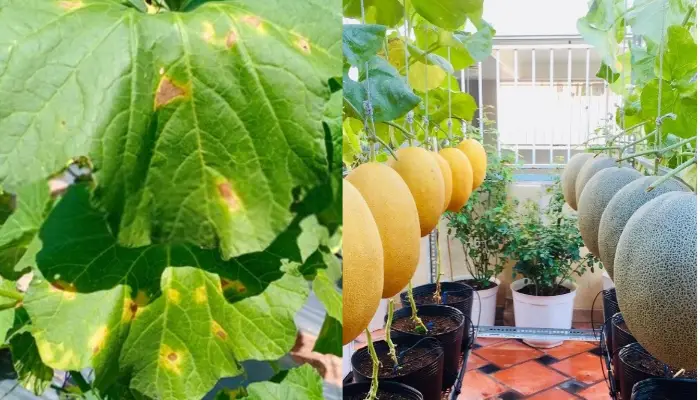 Lưu ý khi trồng dưa lưới ngoài ban công