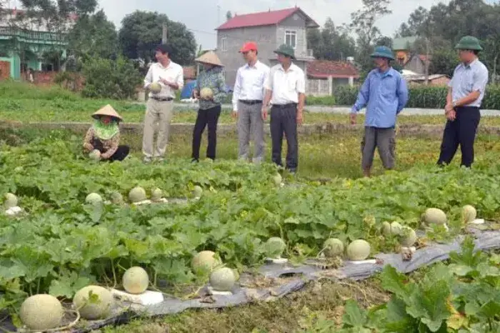 Trồng dưa lưới trên ruộng