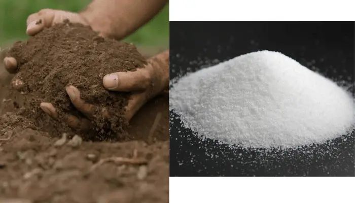 Đất và dinh dưỡng trồng dưa lưới trên ruộng