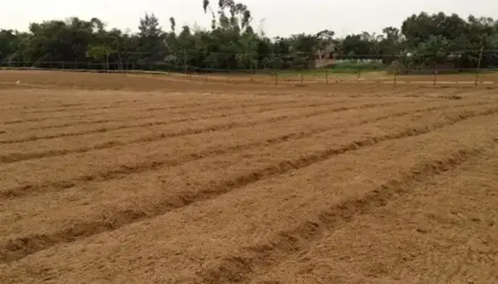 Xử lý đất trồng dưa lưới trên ruộng