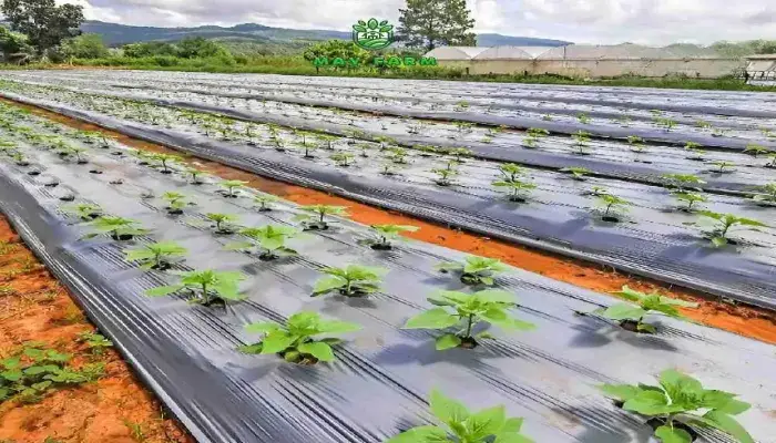 Phủ nilon đen hạn chế sâu bệnh