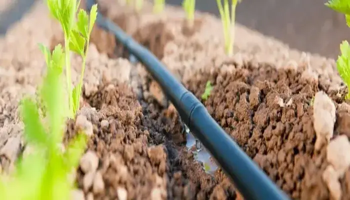 Chăm sóc tưới cây dưa lưới