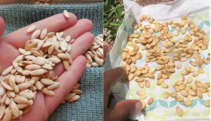 Làm sạch và phơi khô hạt dưa lưới