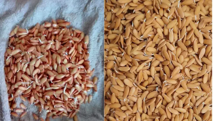 Đặc tính và cách bảo quản của các hạt giống dưa lưới phổ biến hiện nay